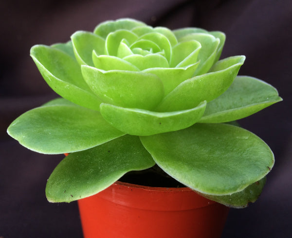 Aeonium diplocycla v. gigantea