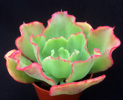 Echeveria 'Dorothy'