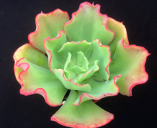 Echeveria 'Dorothy'