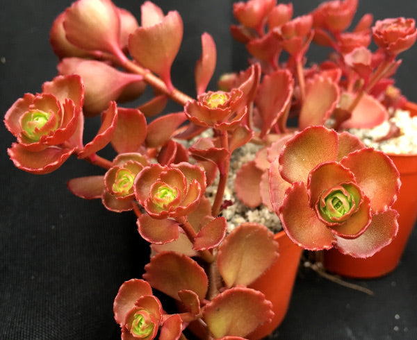 Sedum spurium 'Dragon's Blood' (Stonecrop)