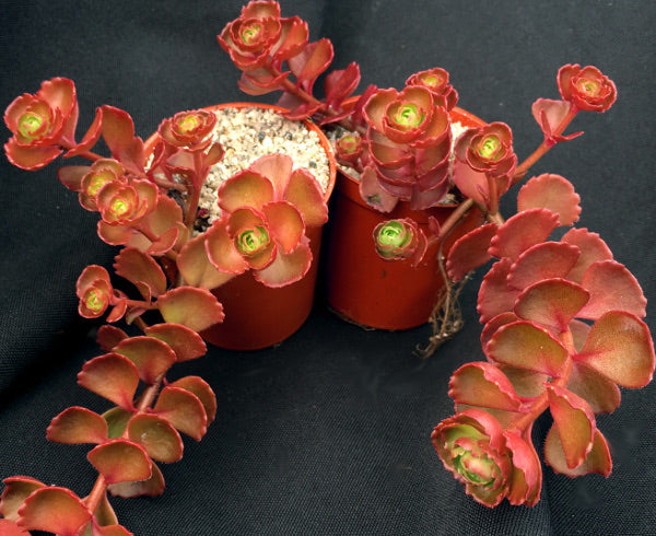 Sedum spurium 'Dragon's Blood' | Stonecrop