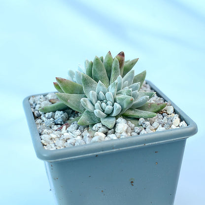 Dudleya gnoma S.W.McCabe