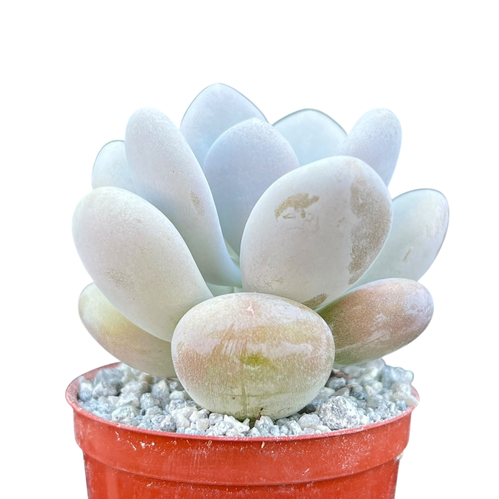 Pachyphytum bracteosum