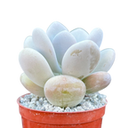 Pachyphytum bracteosum