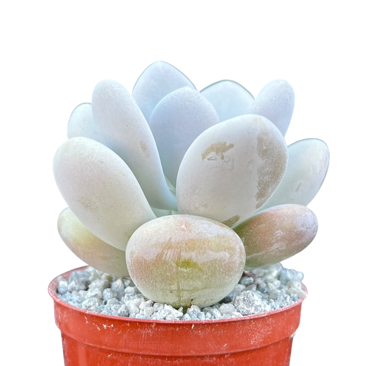 Pachyphytum bracteosum