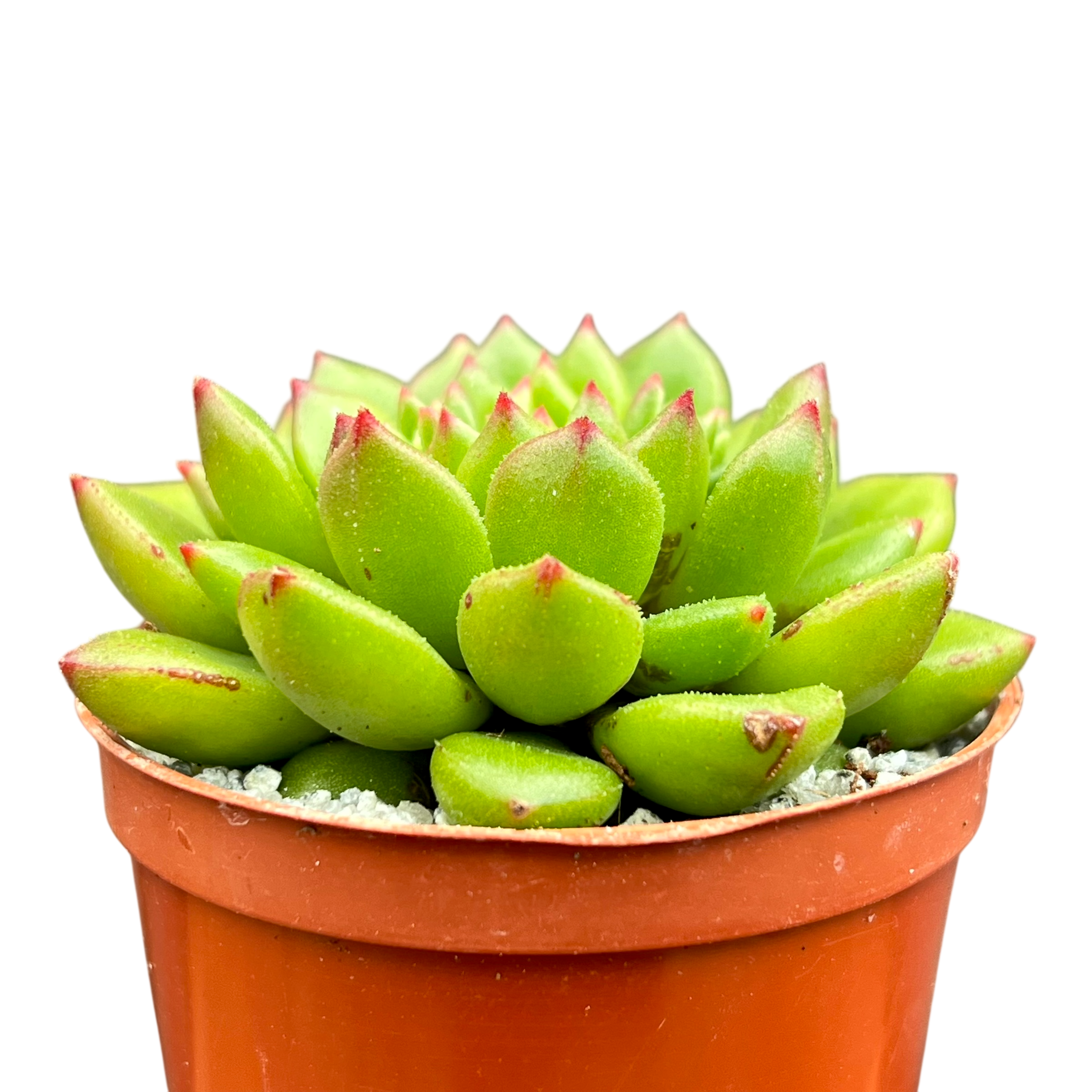 Echeveria 'Ron Evans'