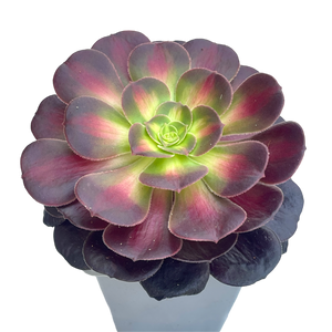 Aeonium 'Kilimanjaro'
