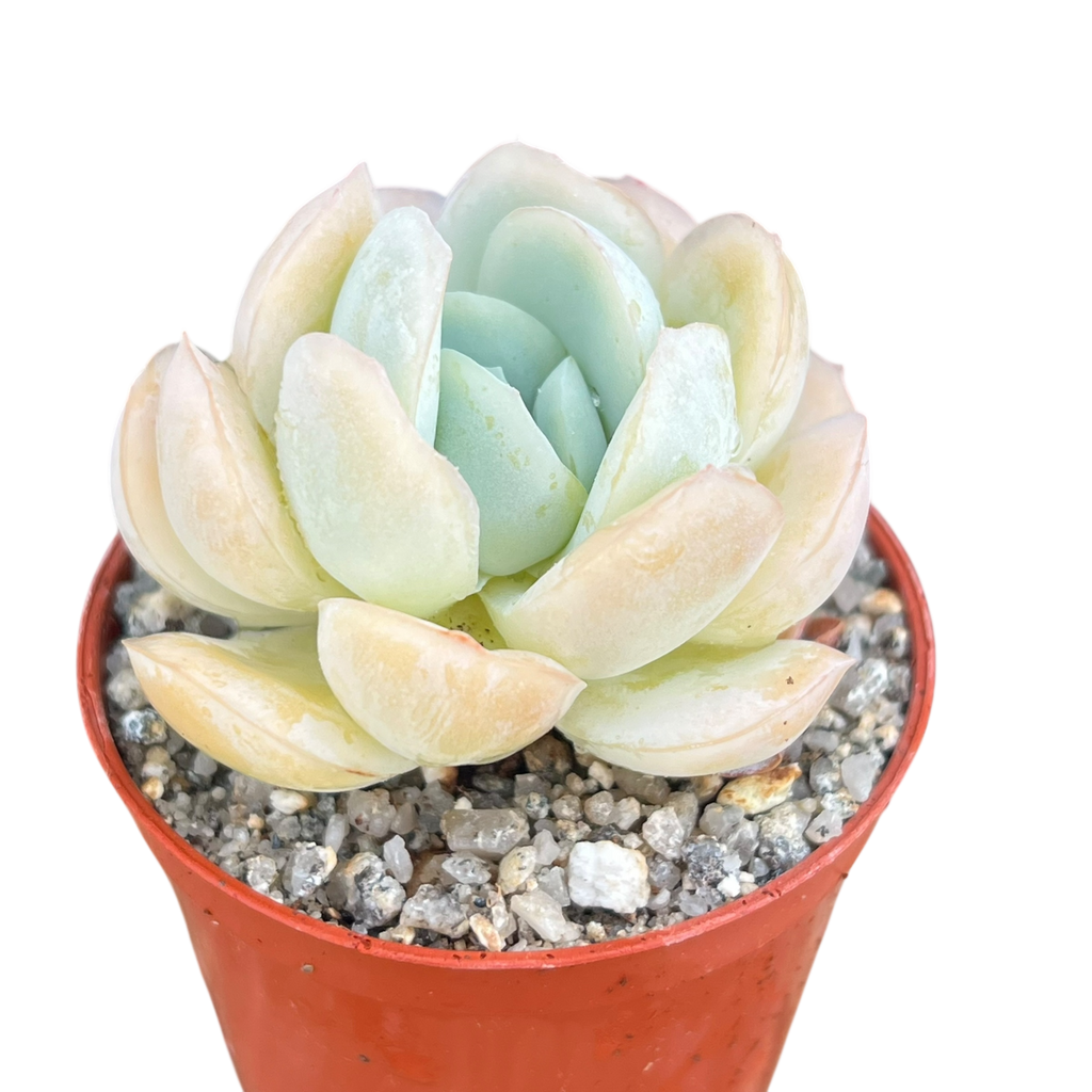 Echeveria potosina