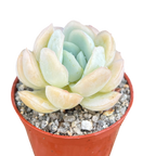 Echeveria potosina