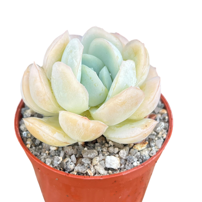 Echeveria potosina