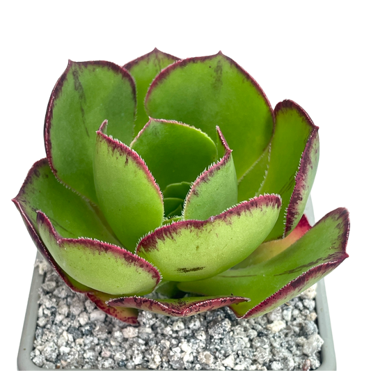 Aeonium 'Marnier Lapostolle'