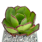 Aeonium 'Marnier Lapostolle'