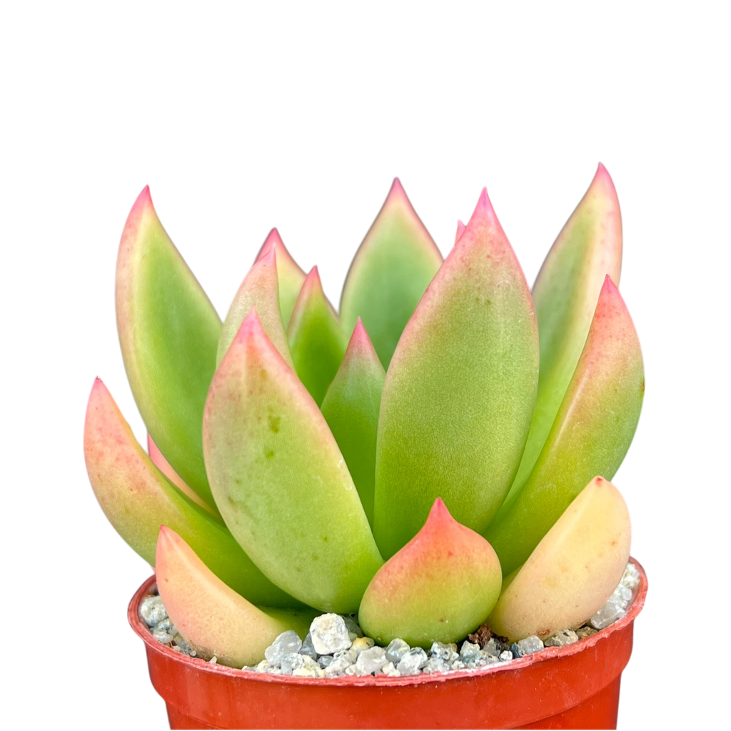 x Cremneria 'Scaphylla'