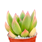 x Cremneria 'Scaphylla'