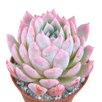 Echeveria 'Violet Queen'