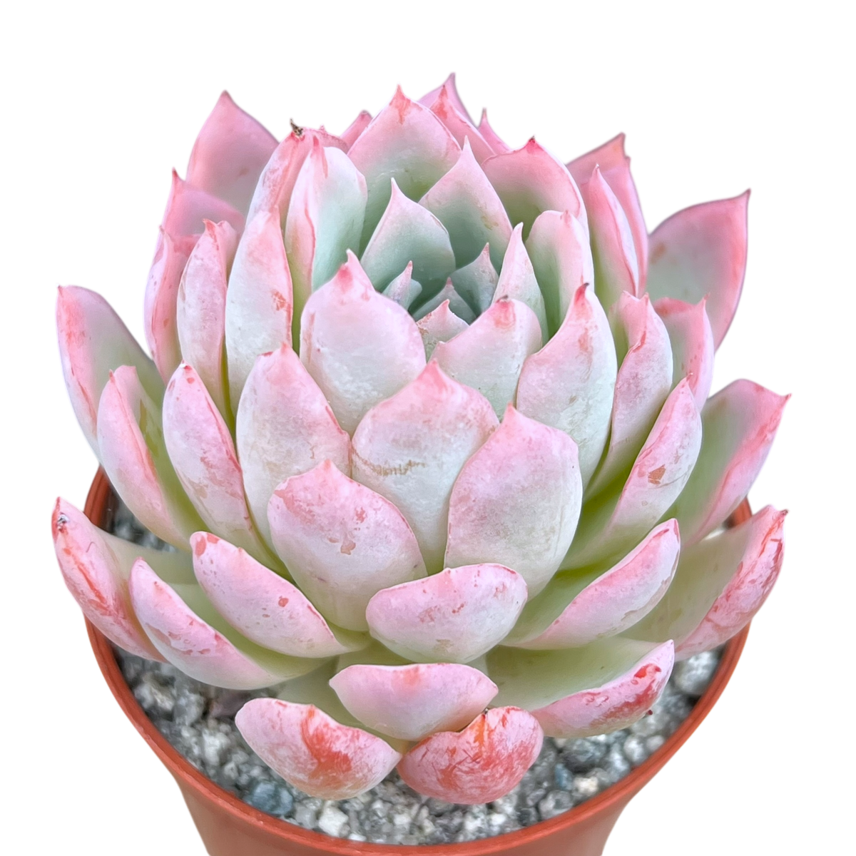 Echeveria 'Violet Queen'