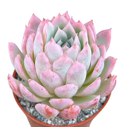 Echeveria 'Violet Queen'