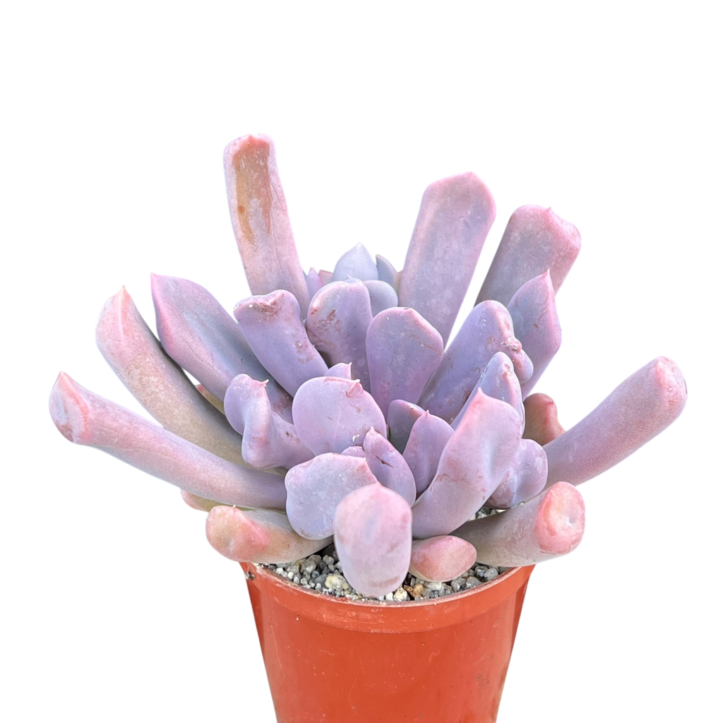 x Graptoveria 'Topsy Debbi'