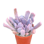 x Graptoveria 'Topsy Debbi'