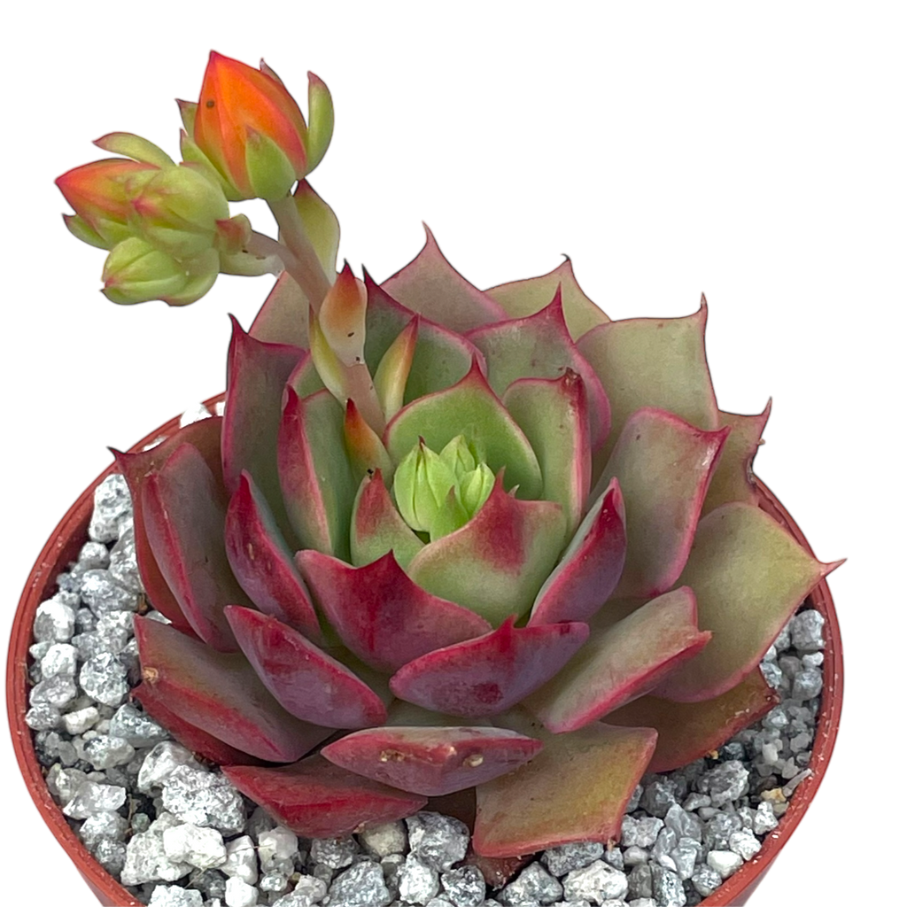 Echeveria 'Ramillette'