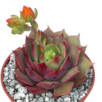 Echeveria 'Ramillette'