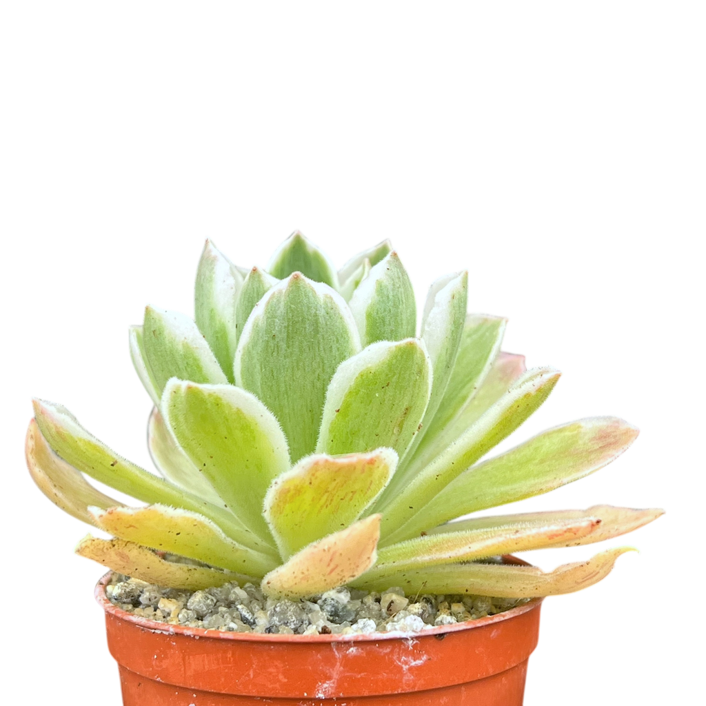 Aeonium goochiae 'Ballerina'