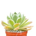 Aeonium goochiae 'Ballerina'