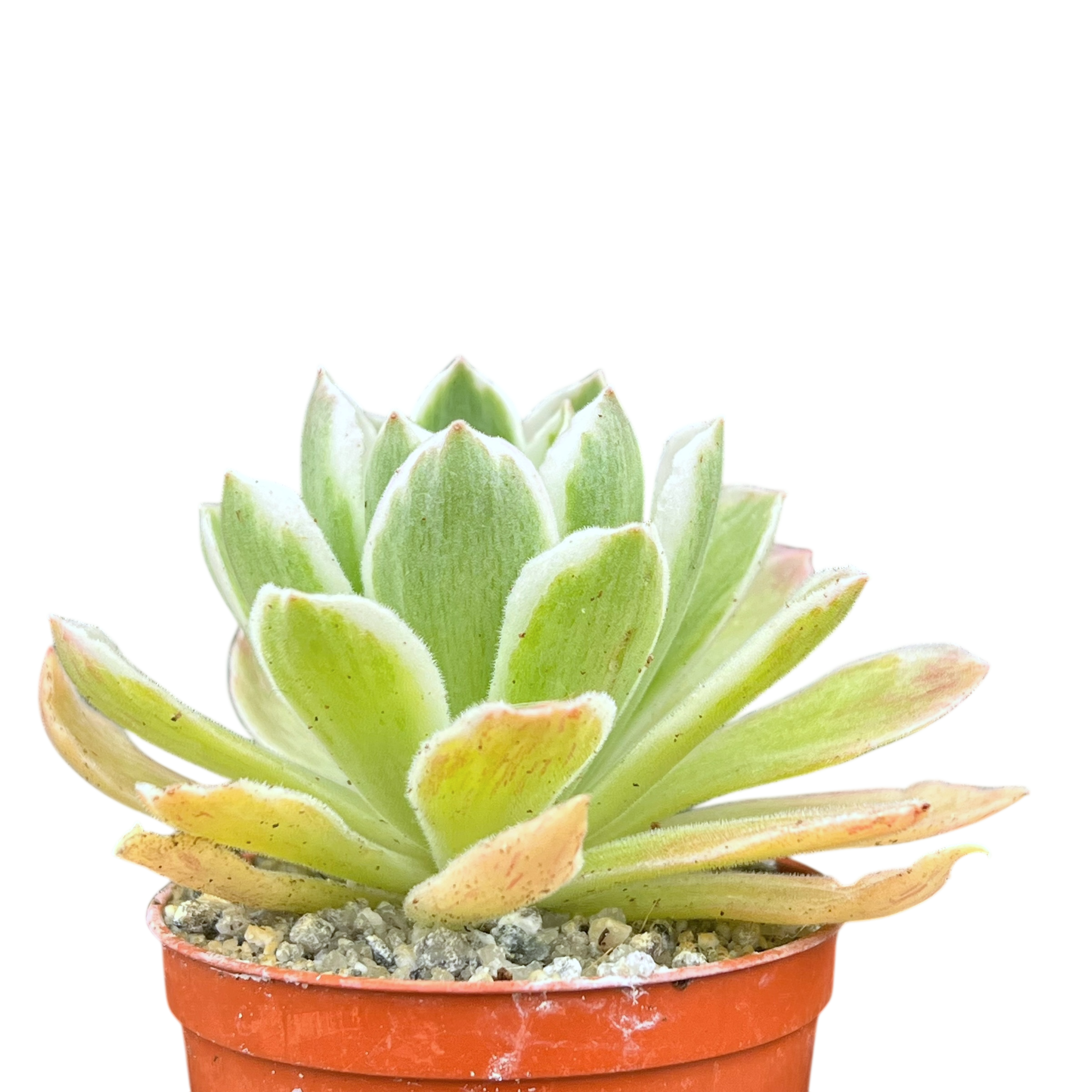 Aeonium goochiae 'Ballerina'