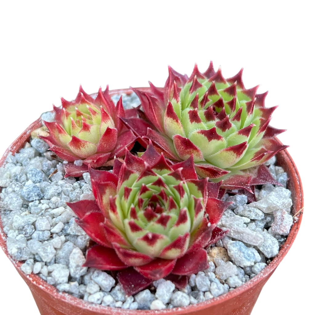 Sempervivum calcareum 'Guillaumes'