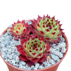 Sempervivum calcareum 'Guillaumes'