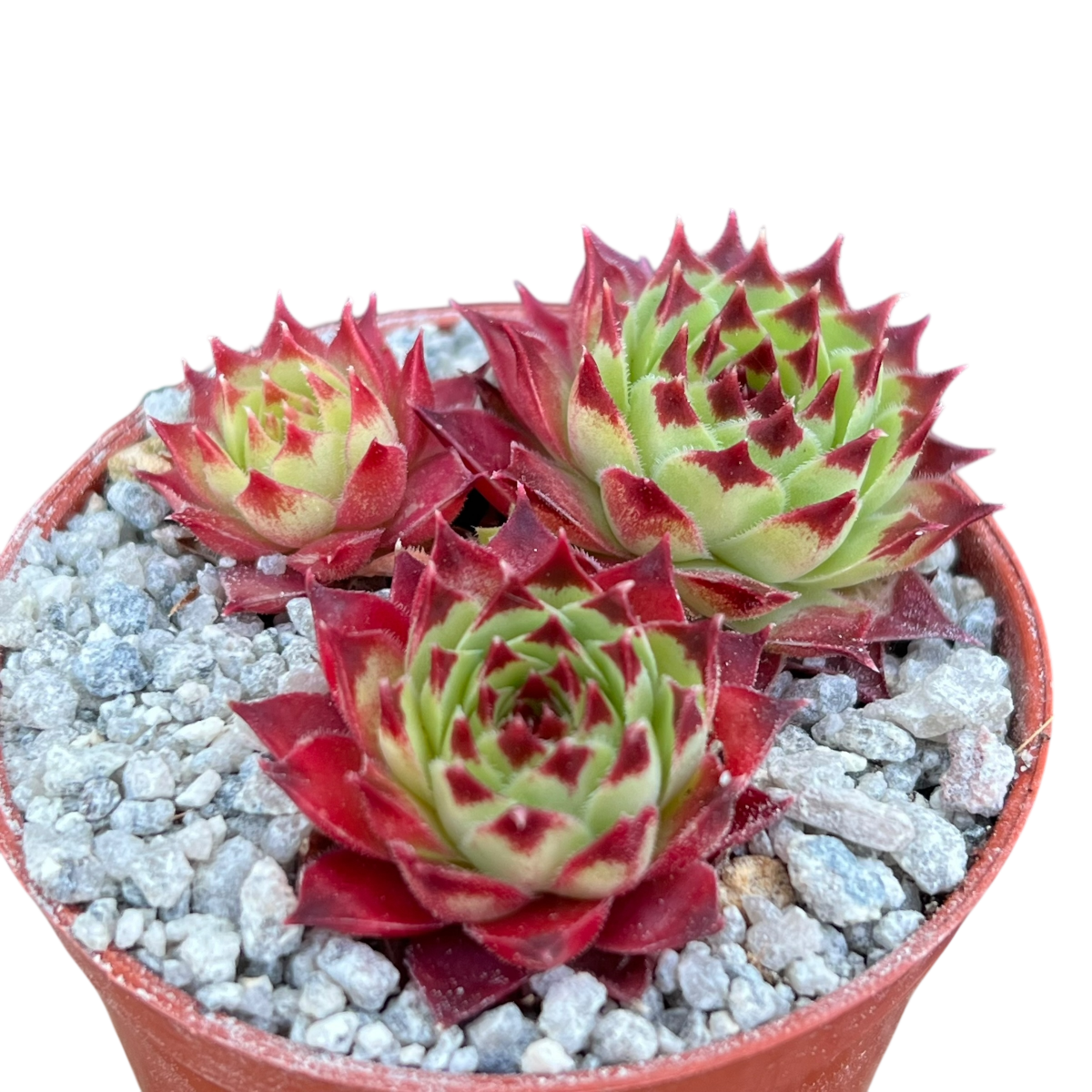 Sempervivum calcareum 'Guillaumes'