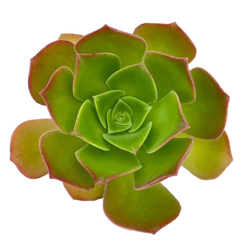 Aeonium 'Darley Blush'