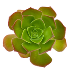 Aeonium 'Darley Blush'