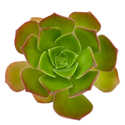Aeonium 'Darley Blush'
