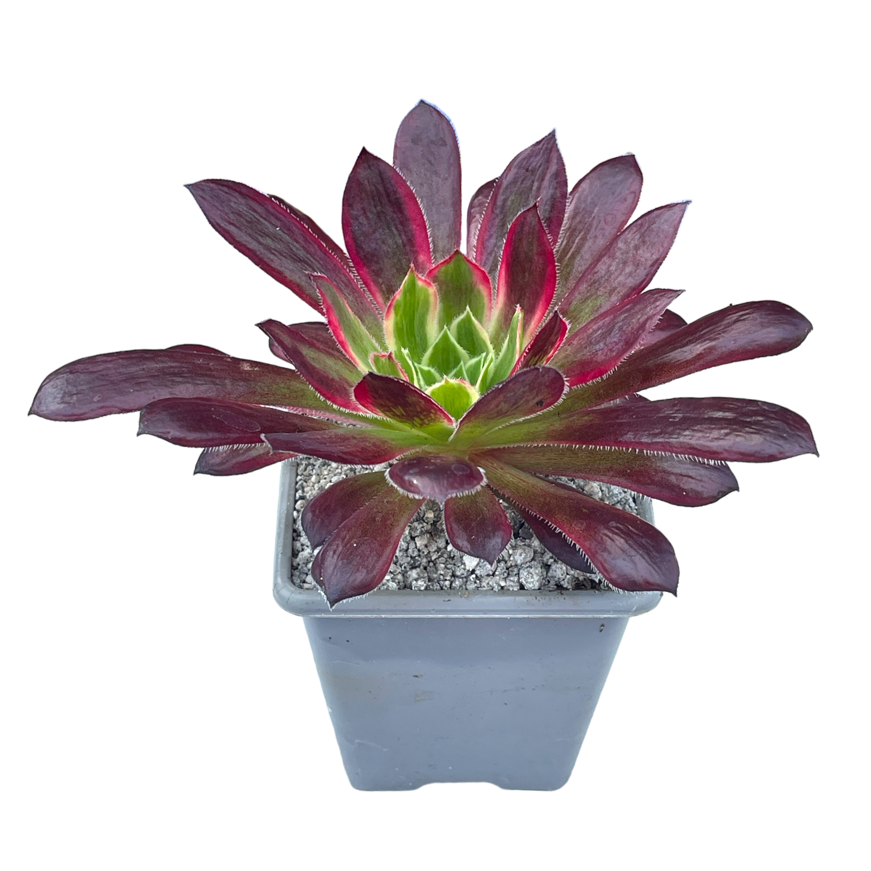 Aeonium 'Peacock'