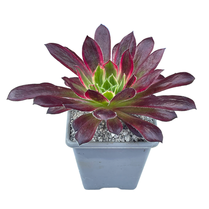 Aeonium 'Peacock'