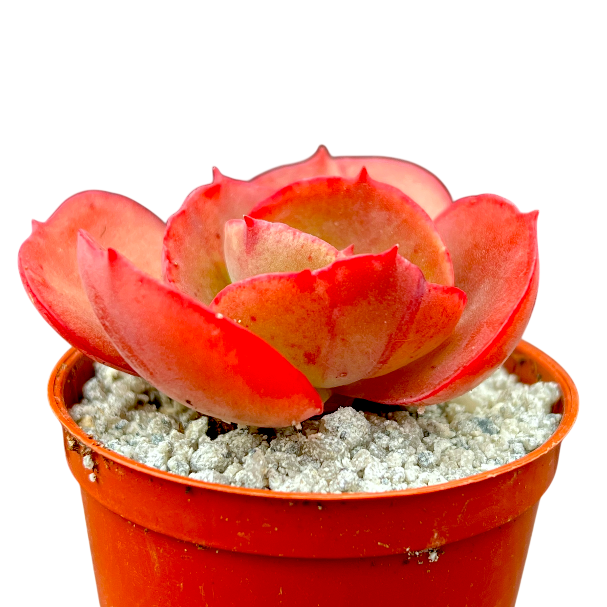 エケベリア 'スヨン' – Surreal Succulents