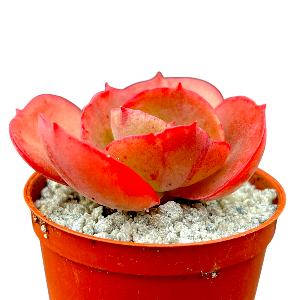 Echeveria 'Suyon'