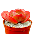 Echeveria 'Suyon'