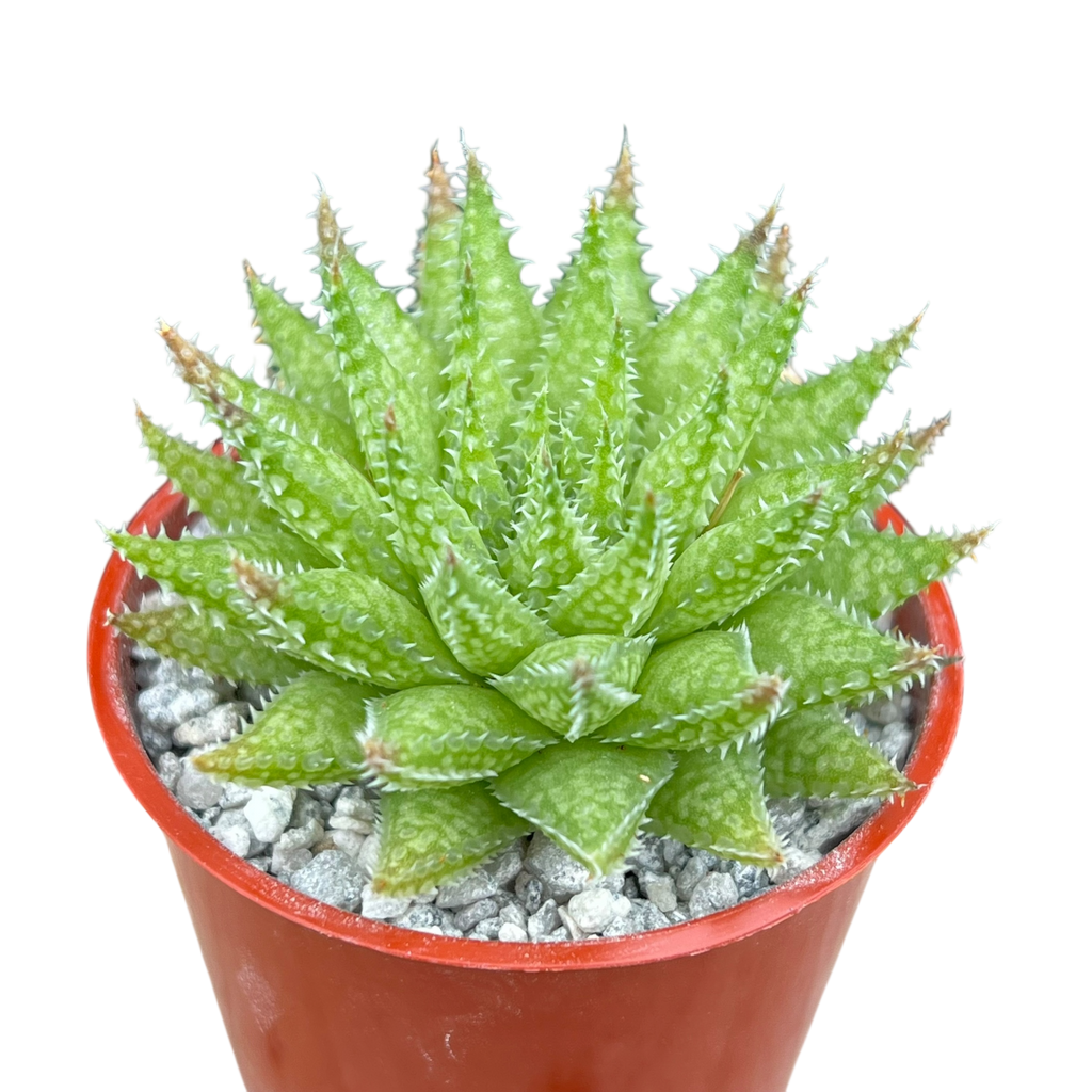 ハオルチア ハオルチア・ヘルバセア – Surreal Succulents