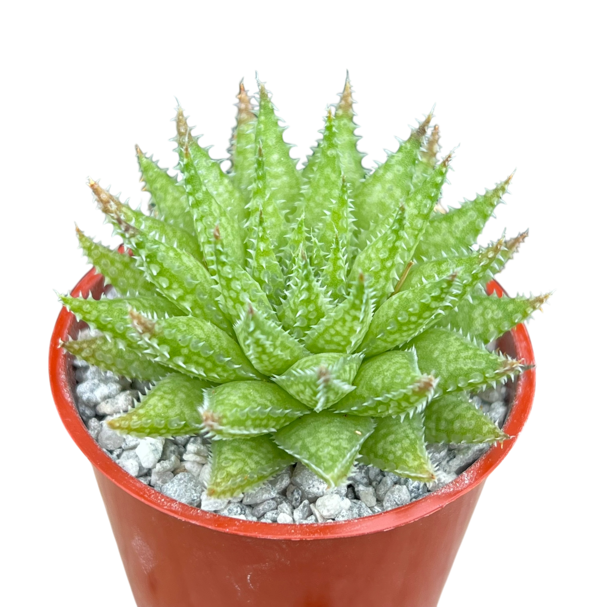 Haworthia herbacea