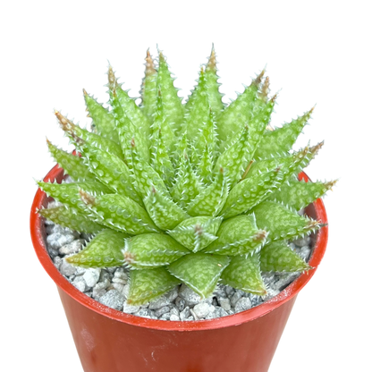 Haworthia herbacea