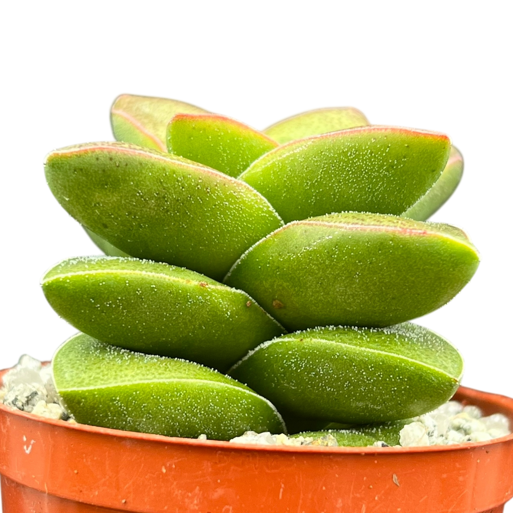 Crassula 'Springtime'