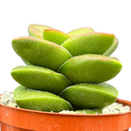 Crassula 'Springtime'