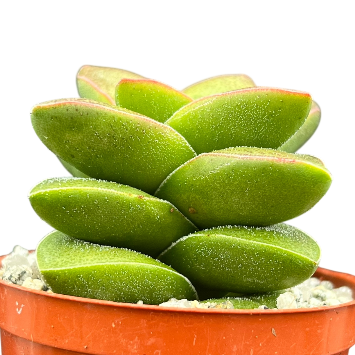 Crassula 'Springtime'