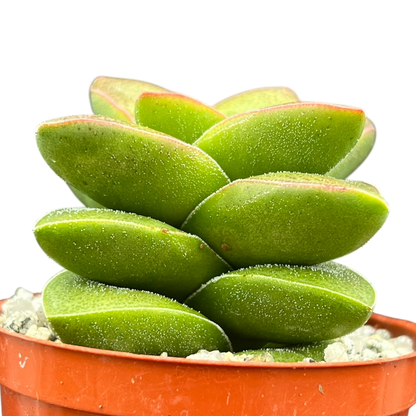 Crassula 'Springtime'