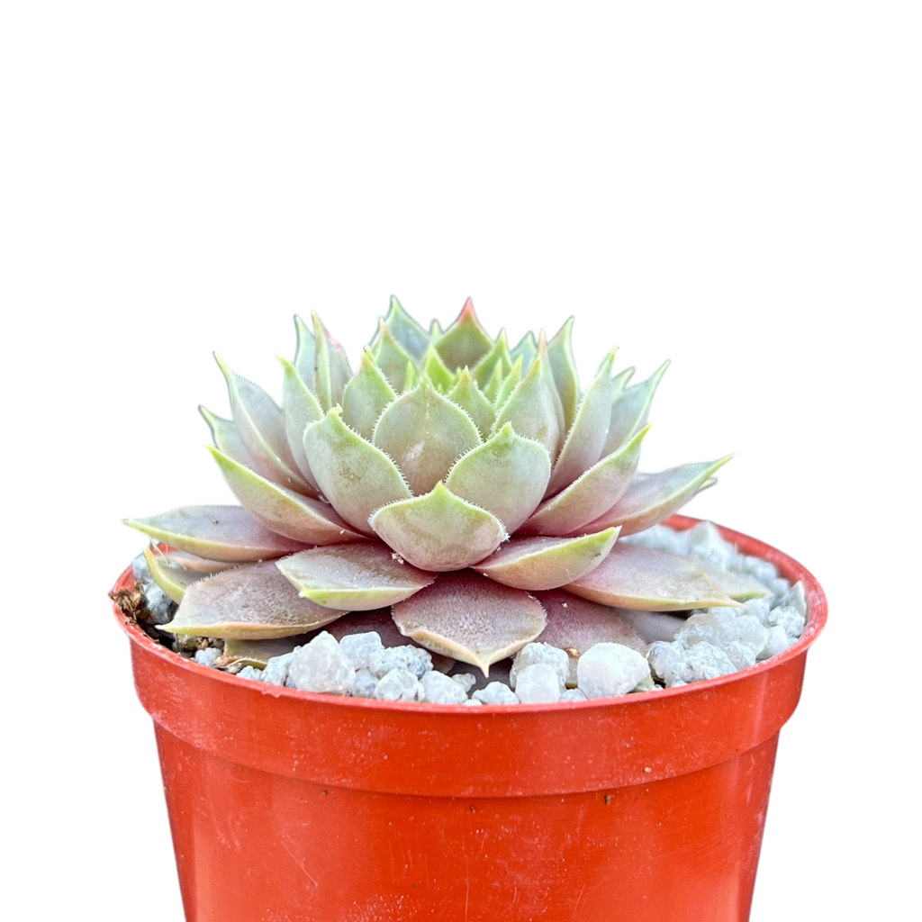 Sempervivum 'Lilac Time'