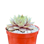 Sempervivum 'Lilac Time'