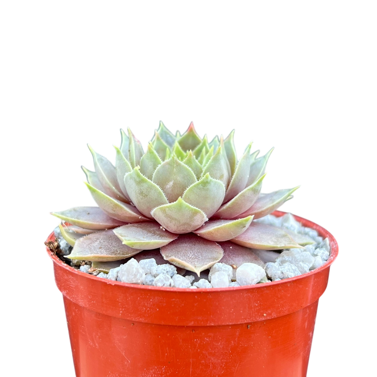 Sempervivum 'Lilac Time'
