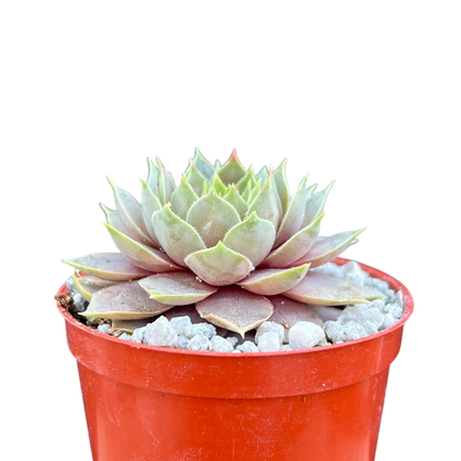 Sempervivum 'Lilac Time'